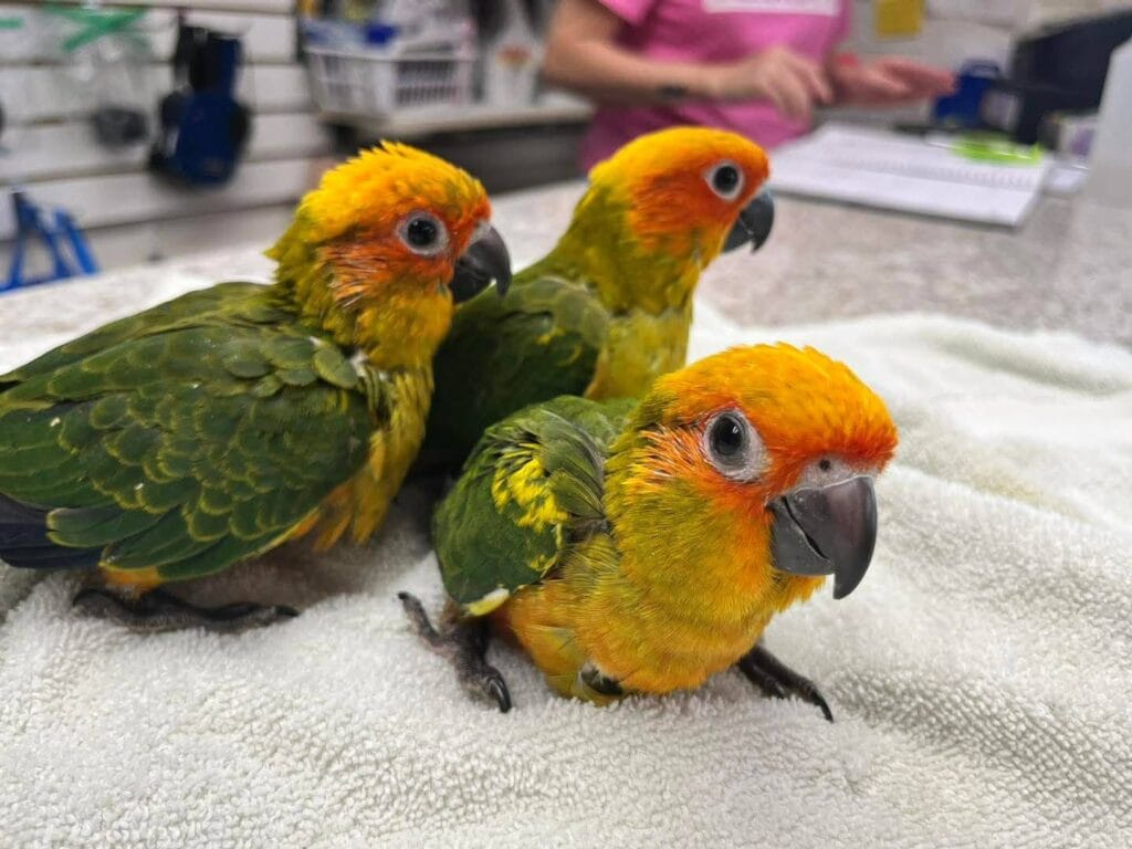 Sun Conure