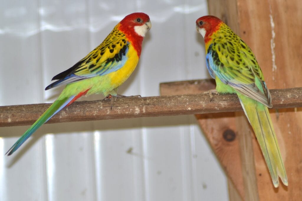 eastern rosella