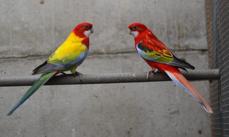Expert eastern rosella breeding guide covering housing, diet, nestbox setup, sexual dimorphism, health management, and aviculture tips. Complete care manual for successful rosella breeding programs with practical checklists and FAQs.