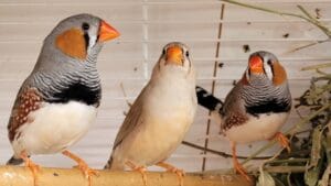 Zebra Finch: Professional Breeding & Aviculture Care Manual