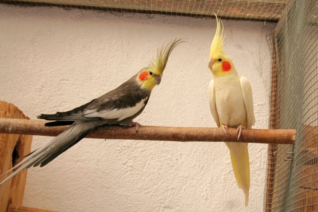 cockatiel