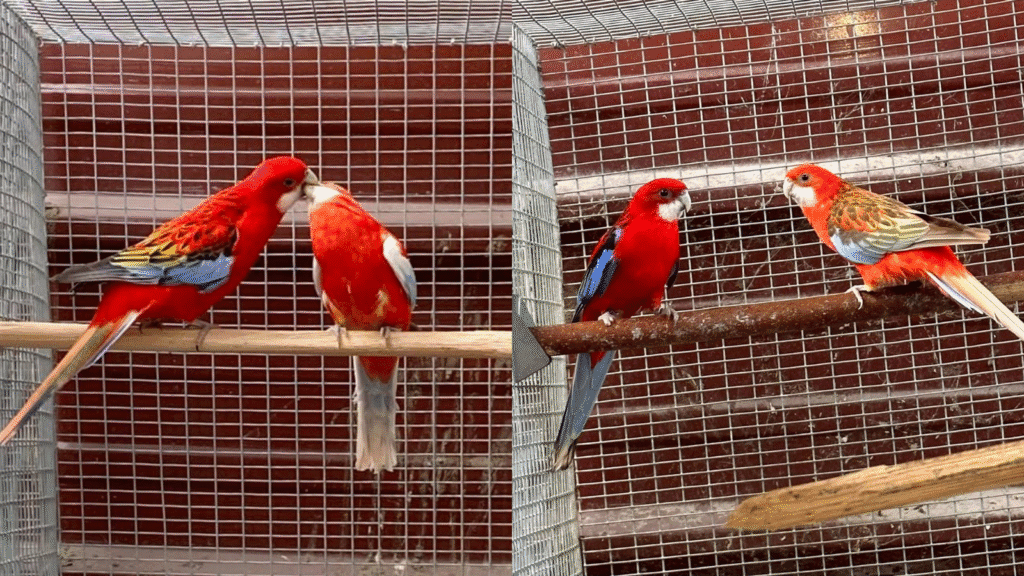 eastern rosella