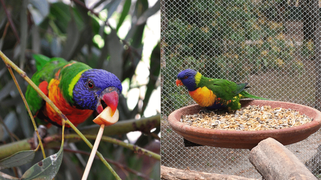 Rainbow Lorikeet