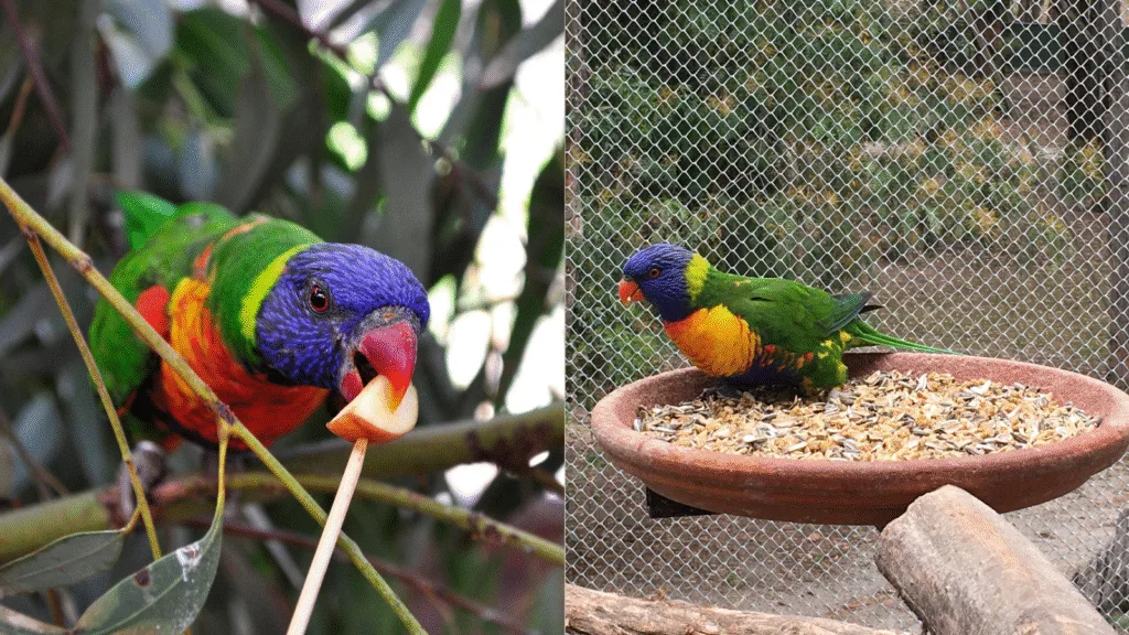 Rainbow Lorikeet