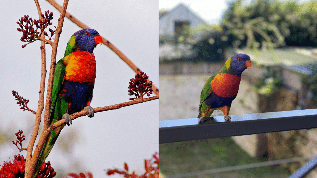 Rainbow Lorikeet