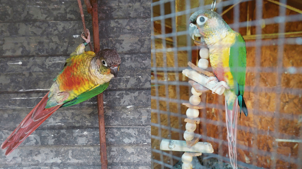 green cheeked conure