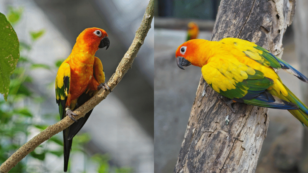 Sun Conure