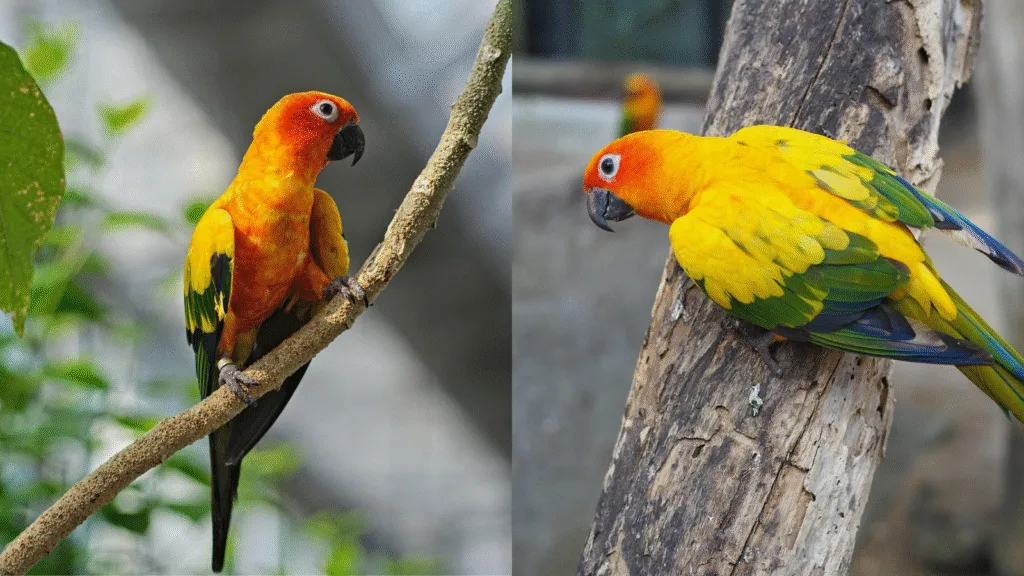 Sun Conure