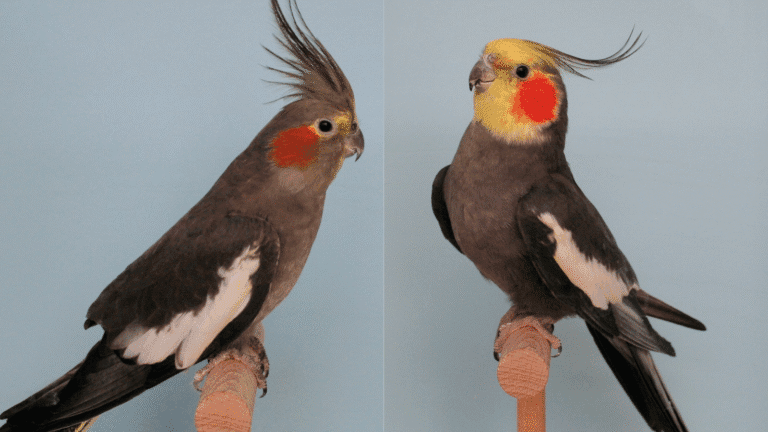 Comprehensive cockatiel breeder guide covering housing, nestbox setup, diet, sexual dimorphism, health management, and breeding protocols. Expert tips for successful aviculture and color mutation breeding programs.