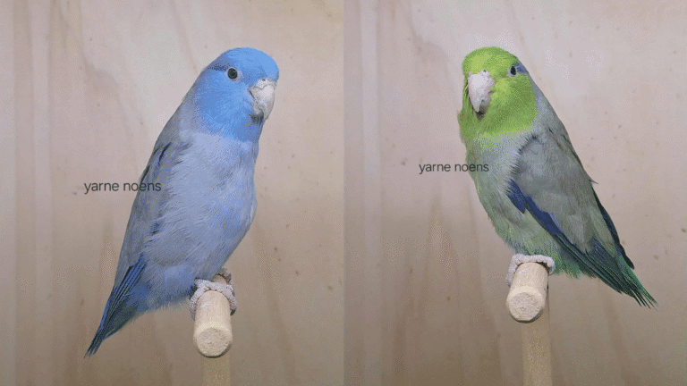 Complete forpus parrotlet breeding guide for serious aviculturists. Covers housing, diet, nestbox management, health protocols, and breeder tips for successful captive reproduction. CITES-compliant practices included.