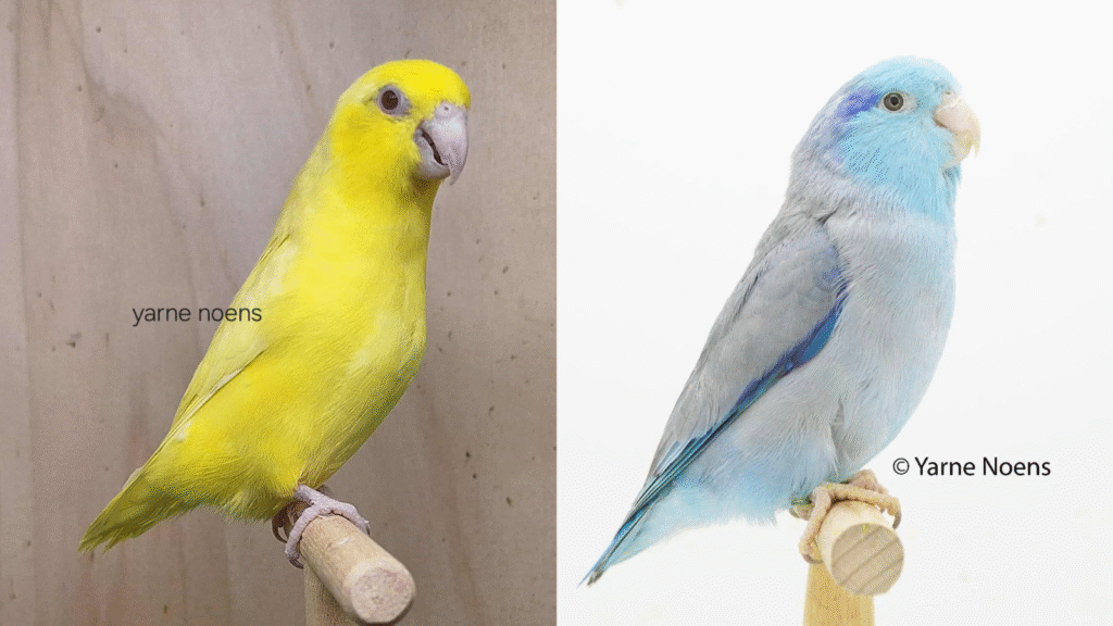 Design sans titre 46