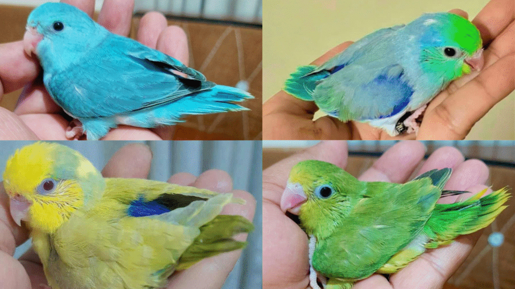 Design sans titre 48