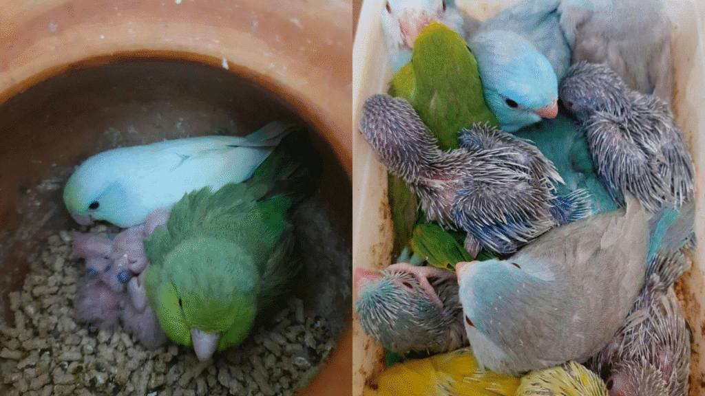 Design sans titre 49