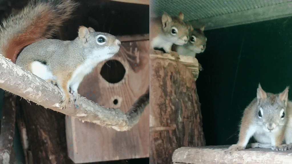 Design sans titre 53