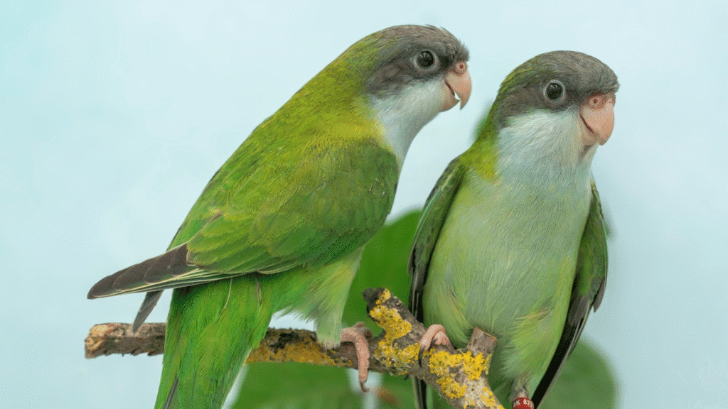 Grey-hooded parakeet