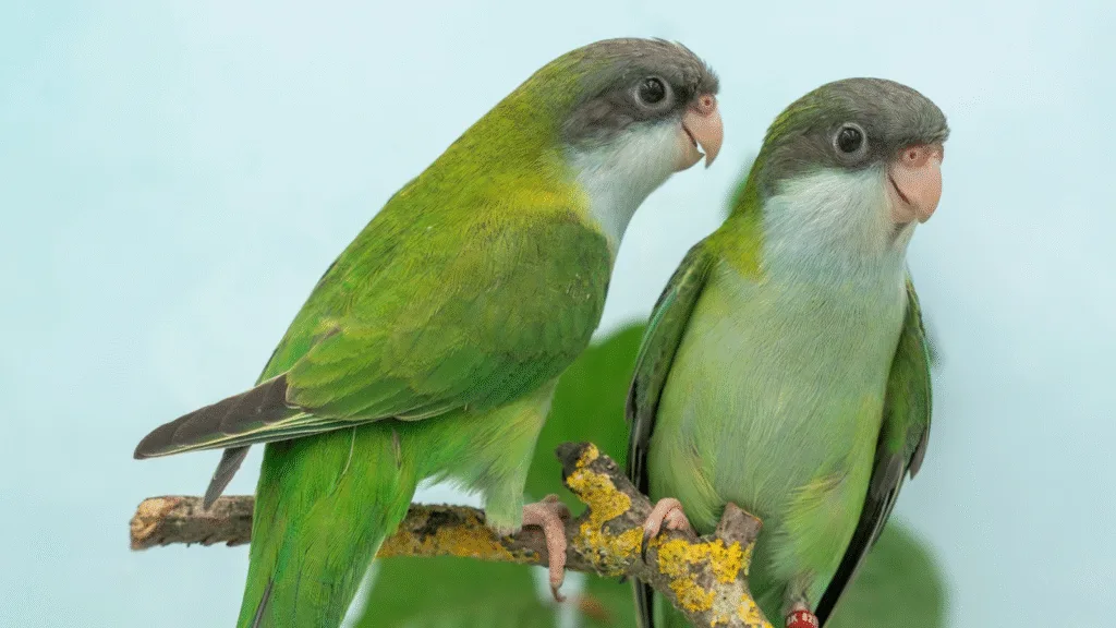 Grey-hooded parakeet