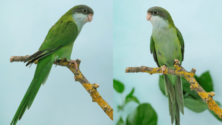 Expert Grey-hooded parakeet breeding guide covering housing, diet, nest box setup, health care, and breeding management. Complete care for aviculturists and breeders with practical tips and FAQs.