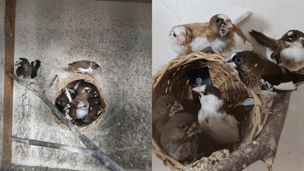 Design sans titre 61