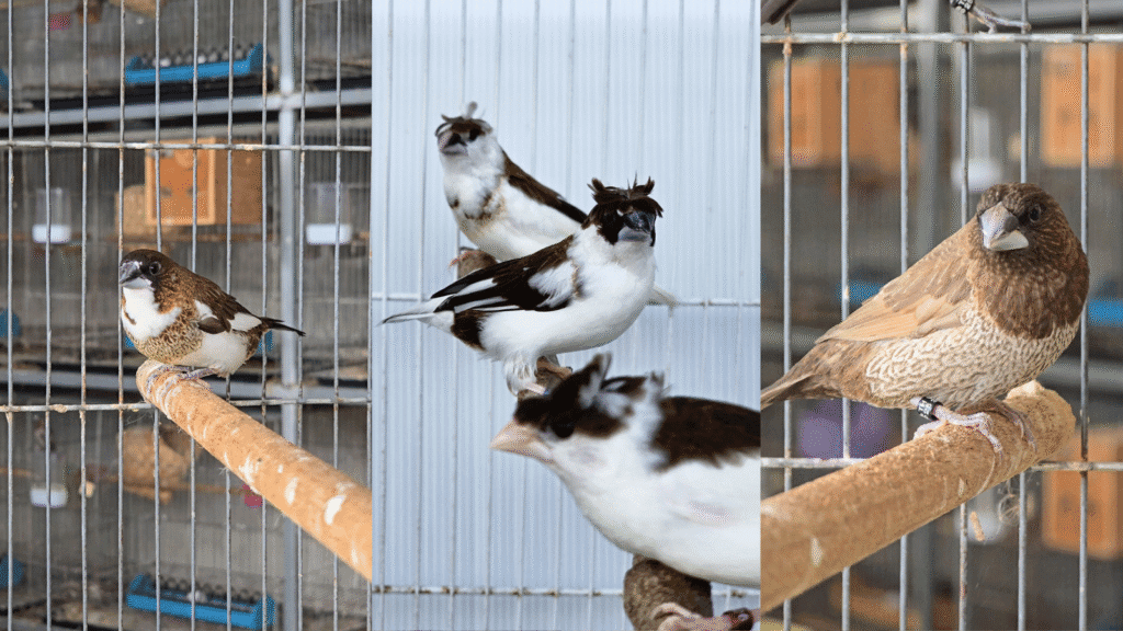 Design sans titre 62