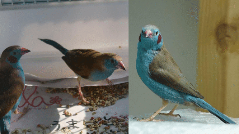 Complete red-cheeked cordon-bleu breeding guide covering live food requirements, housing, climate control, breeding management, and proven techniques for successful waxbill aviculture.