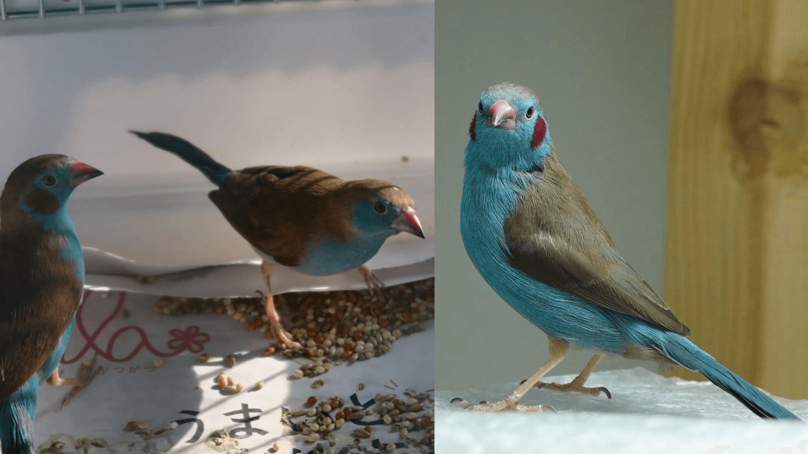 Complete red-cheeked cordon-bleu breeding guide covering live food requirements, housing, climate control, breeding management, and proven techniques for successful waxbill aviculture.