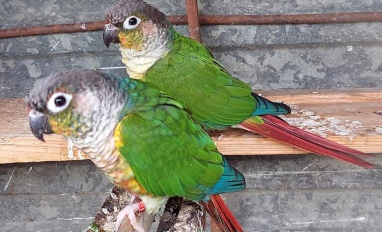 Comprehensive green cheeked conure breeding guide for aviculturists. Expert advice on housing, nestbox setup, diet, health management, and proven breeder tips for successful conure reproduction and care.