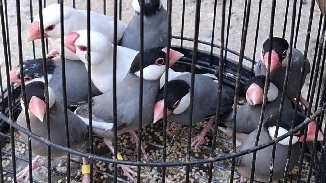 Complete padda breeding guide covering housing, diet, mutations, health management, and proven strategies for successful Java sparrow aviculture and color development.