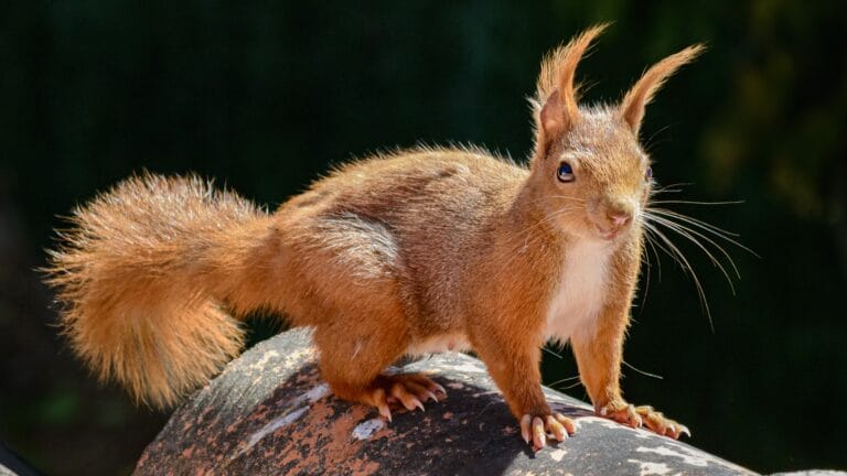 Comprehensive red squirrel breeding guide for conservation programs. Expert care protocols, housing requirements, diet, health management, and breeding tips for Sciurus vulgaris and Tamiasciurus hudsonicus conservation.