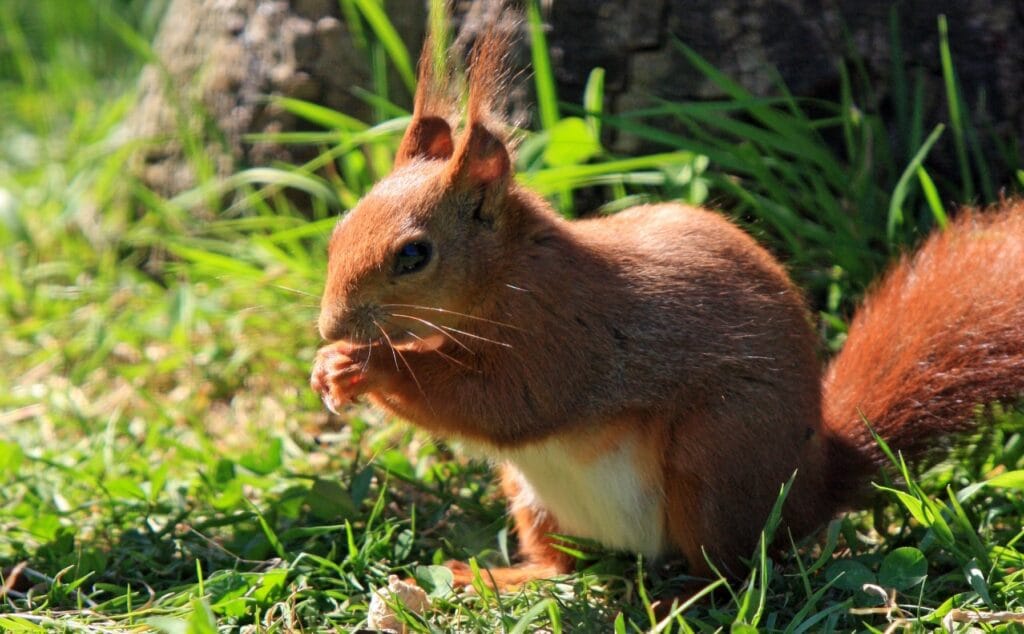 nature grass animal cute photo wildlife 1022903 pxhere.com