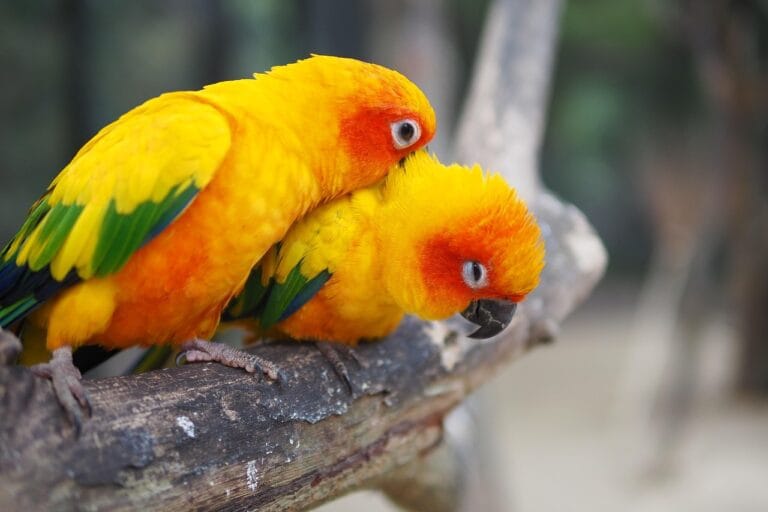 Discover our complete guide to Sun Conure for breeders: reproduction, diet, habitat, health, and practical tips. Optimize your Sun Conure breeding.