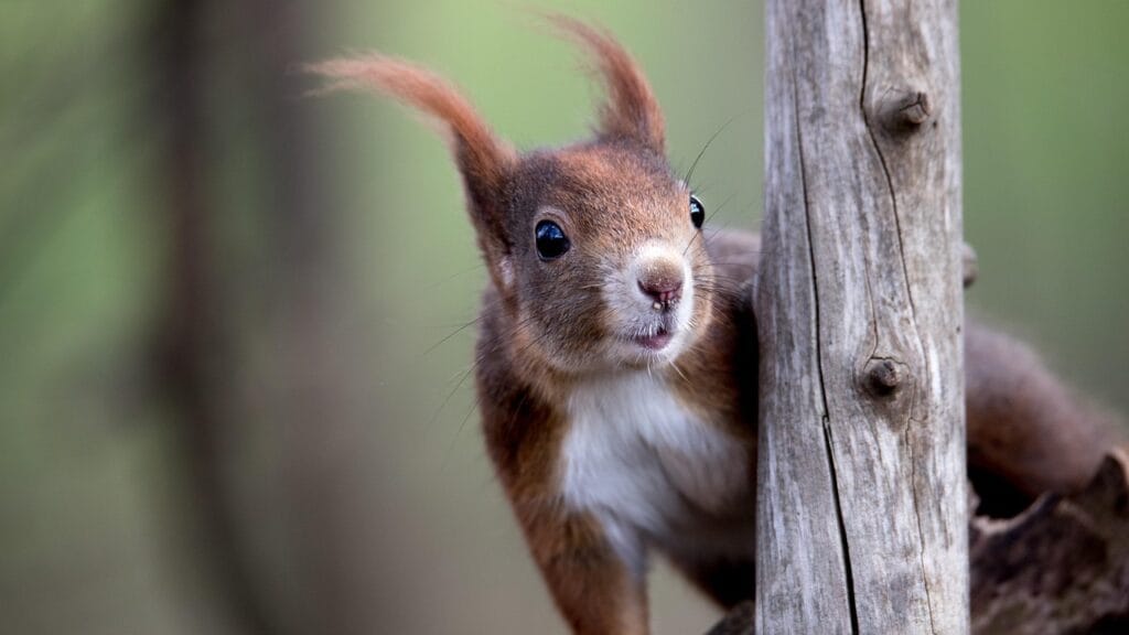 red squirrel 