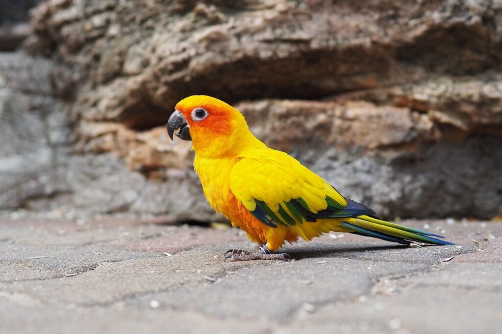 Sun Conure