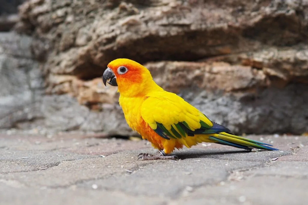 Sun Conure