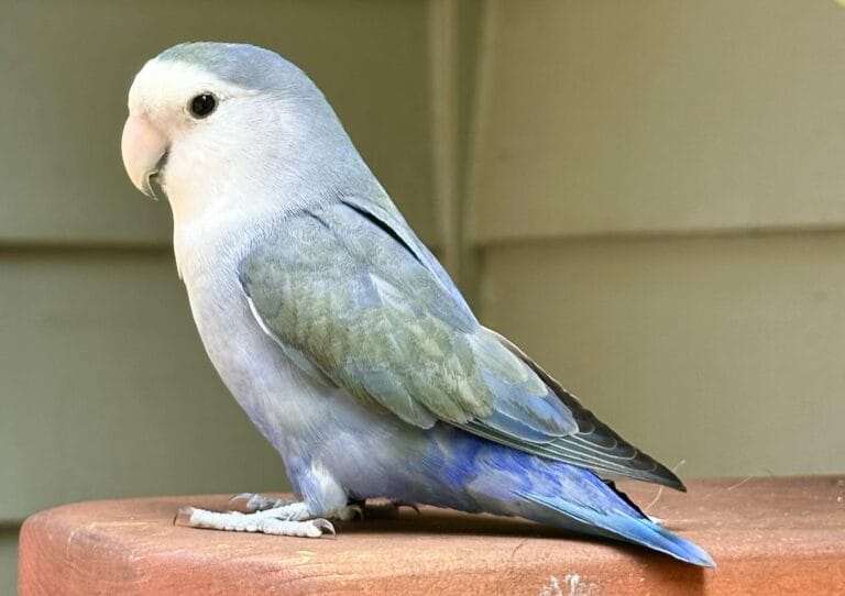 Master lovebird breeding and care with this comprehensive guide for aviculturists. Learn about quick facts, species-specific dimorphism, essential nutrition, safe housing setups, and managing common health issues in your flock of lovebirds.