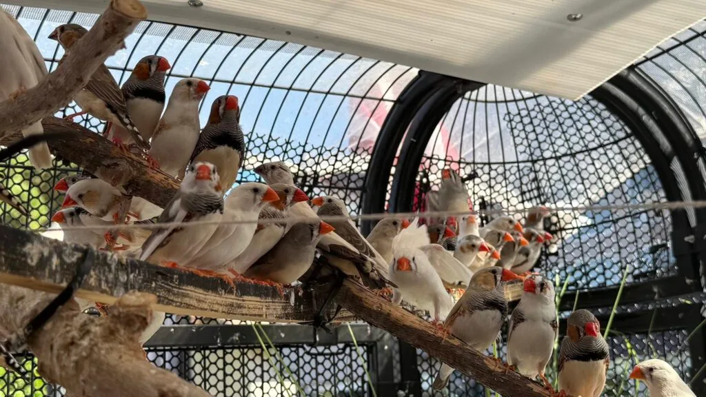 Zebra finch