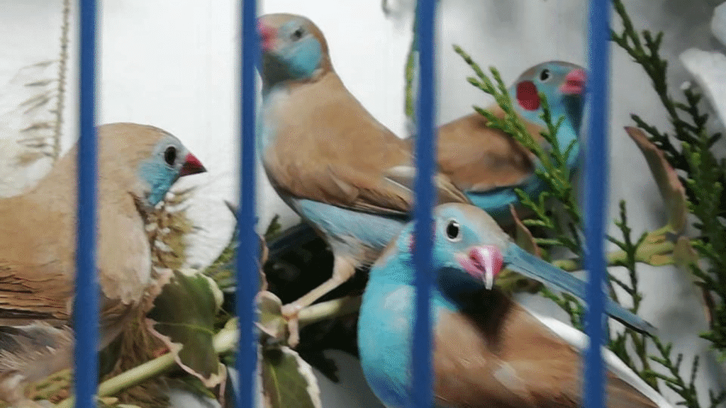red-cheeked cordon-bleu