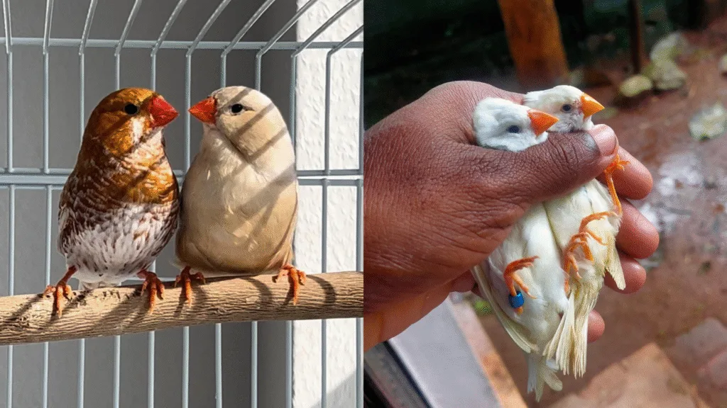 Zebra finch