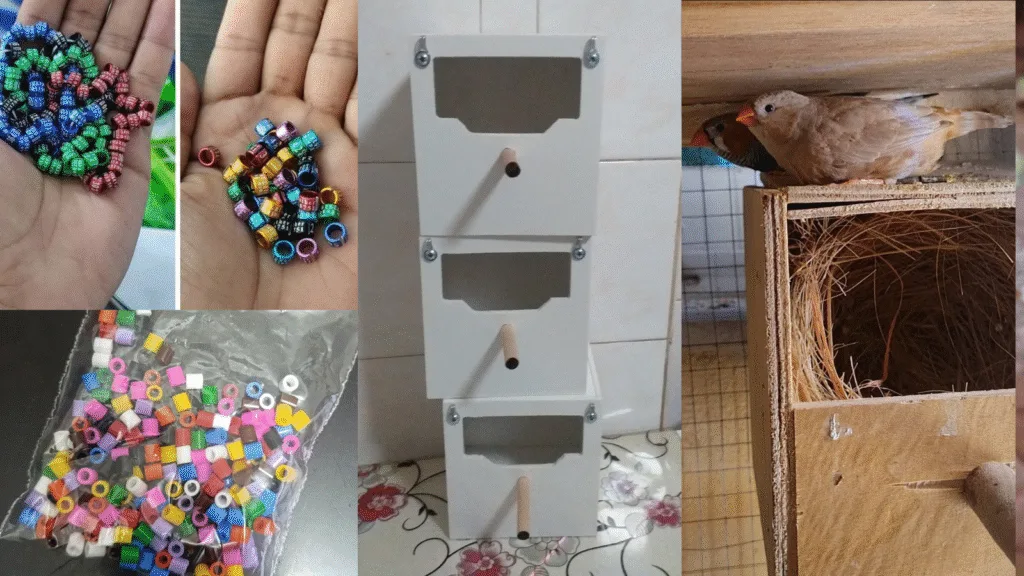 Zebra finch