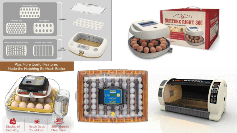 Master parrot breeding with professional protocols: meticulous flock care, calculating egg weight loss, emergency egg repair, and advanced hatch assistance protocols.