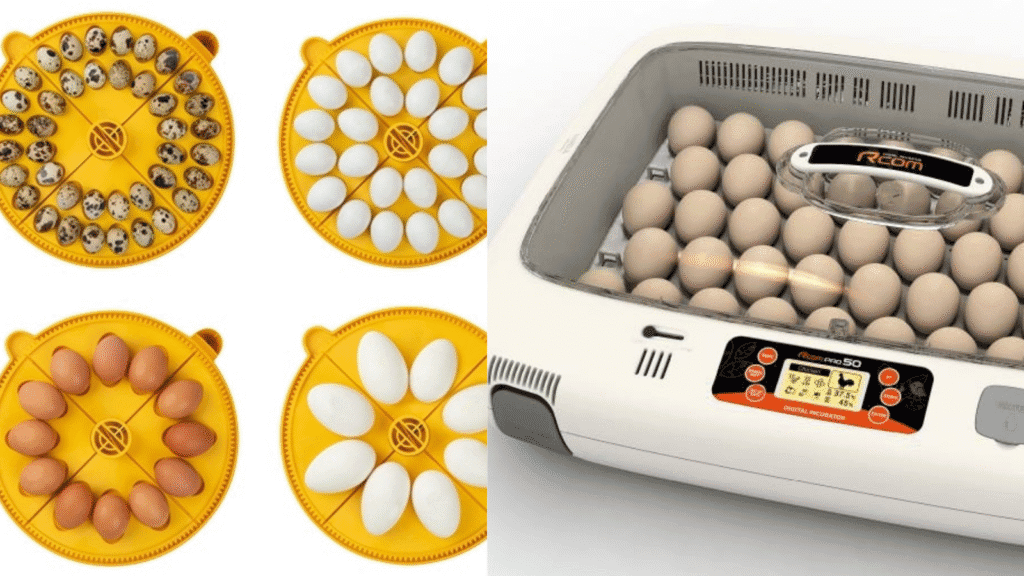 Design sans titre 85