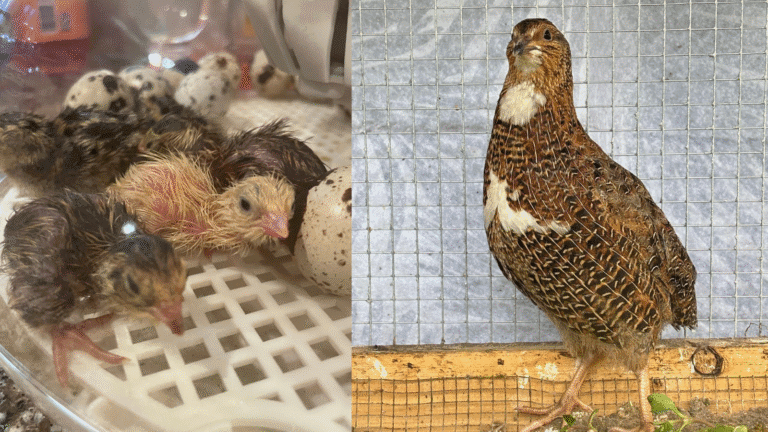 Need help breeding quail? Get expert facts on optimal male-to-female ratio, egg storage, 16-day incubation, and raising strong, healthy chicks.