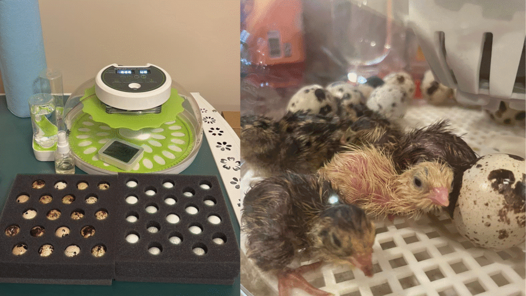 Design sans titre 87