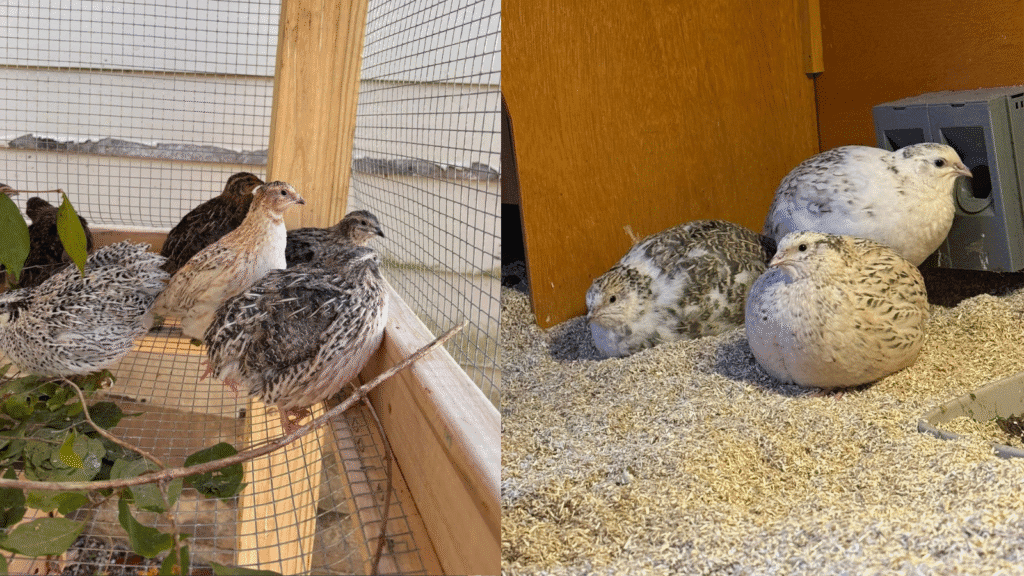 breeding quail