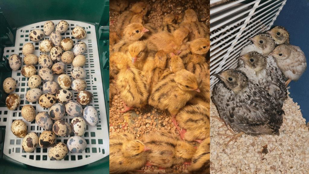 Design sans titre 91