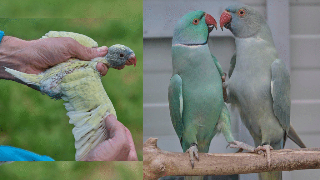 parrot breeding