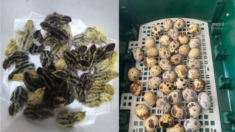 How (and When) to Intervene for Upside-Down and Stuck Chicks