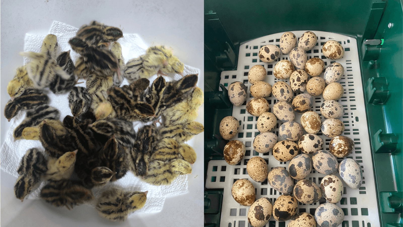 How (and When) to Intervene for Upside-Down and Stuck Chicks