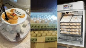 Parrot Breeding 5: Decode the Dead-in-Shell – Fix Your Incubation Mistakes