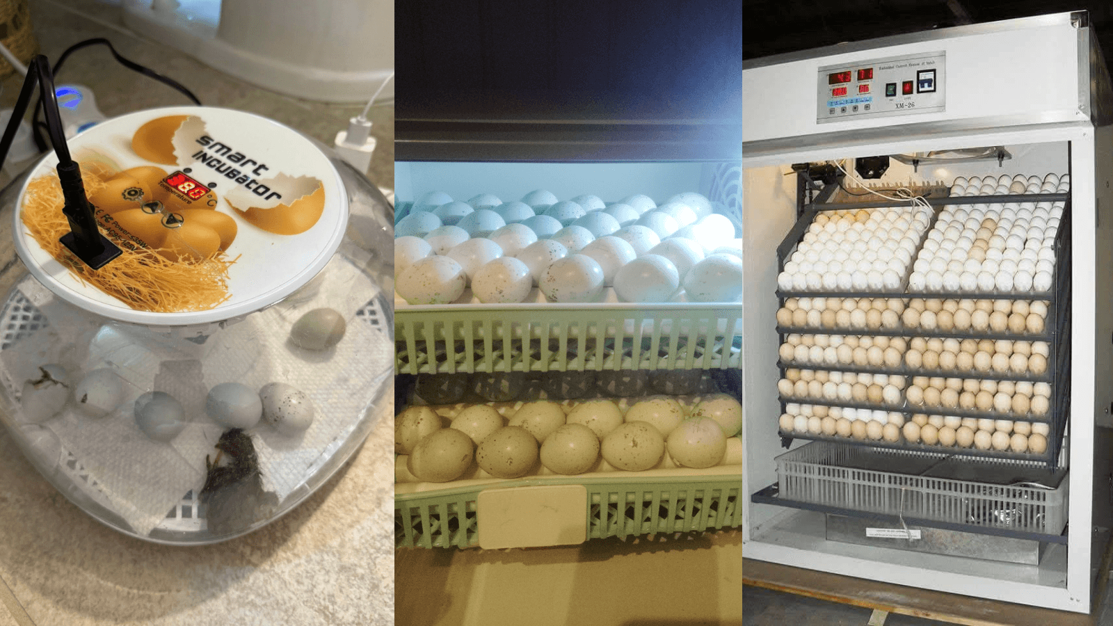 Decode the Dead-in-Shell - Fix Your Incubation Mistakes