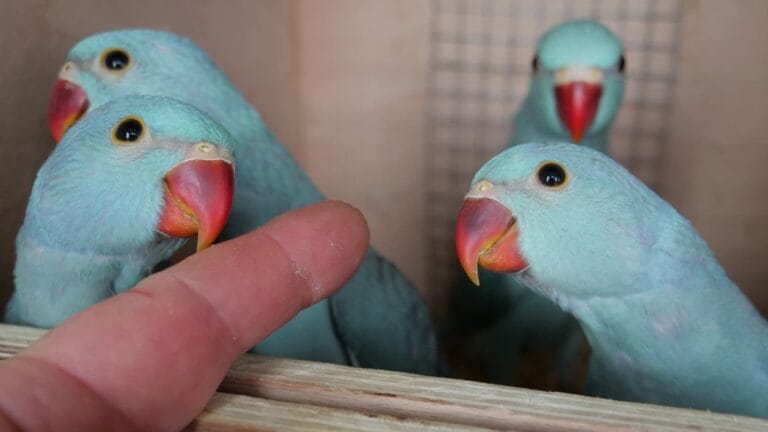 Parrot Breeding From Cage to Clutch: Preparing Your Parrots for a Successful Breeding Season